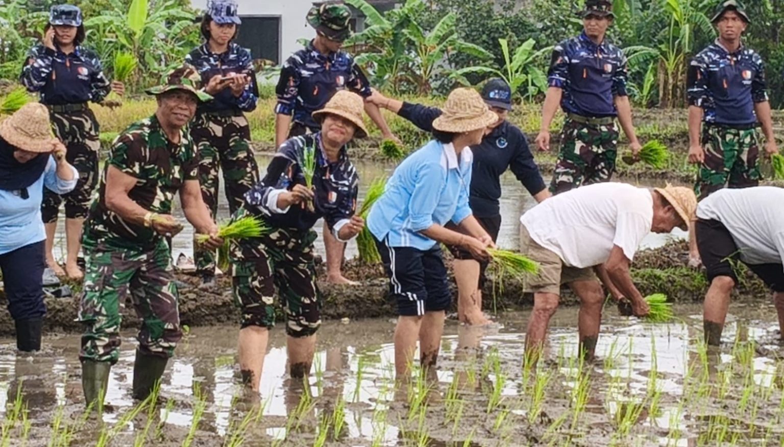 Babinsa Desa Peguyangan Kangin Bersama TNI AU Laksanakan Penanaman Padi untuk Ketahanan Pangan