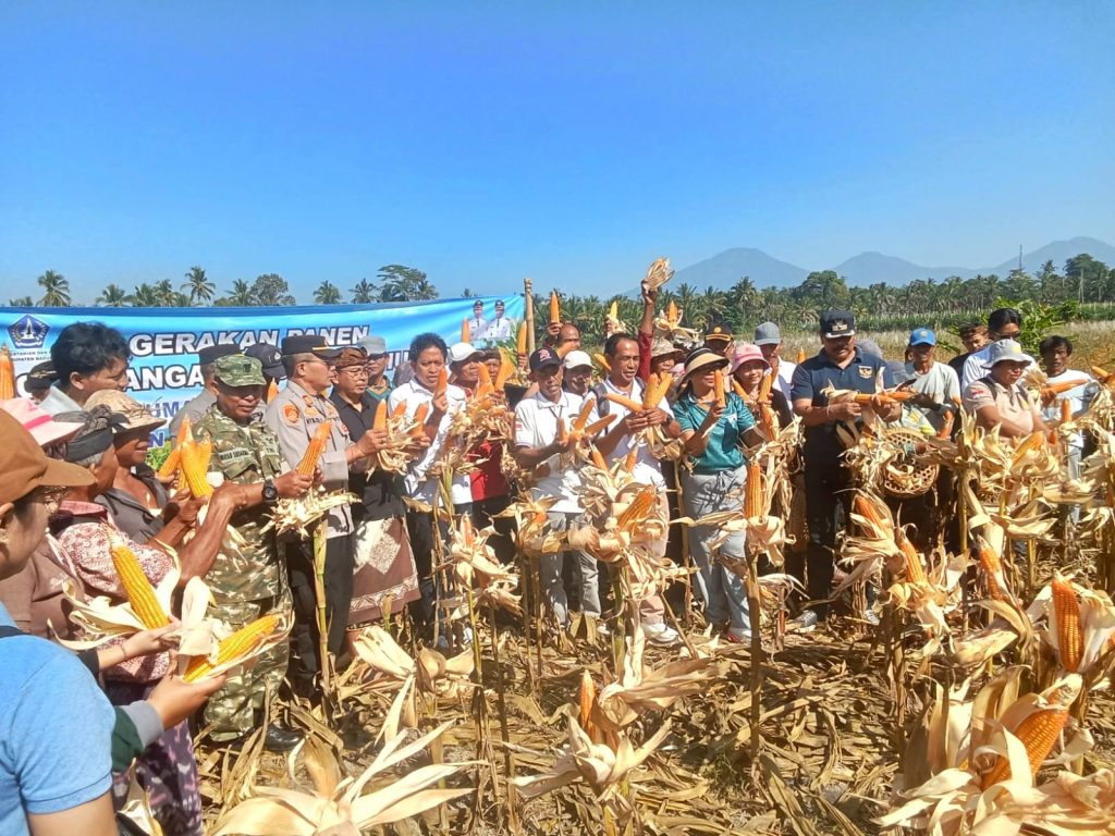 Panen Pengembangan Jagung Mulai Digelar, Babinsa Sembung: Siap Dukung Kesejahteraan Petani